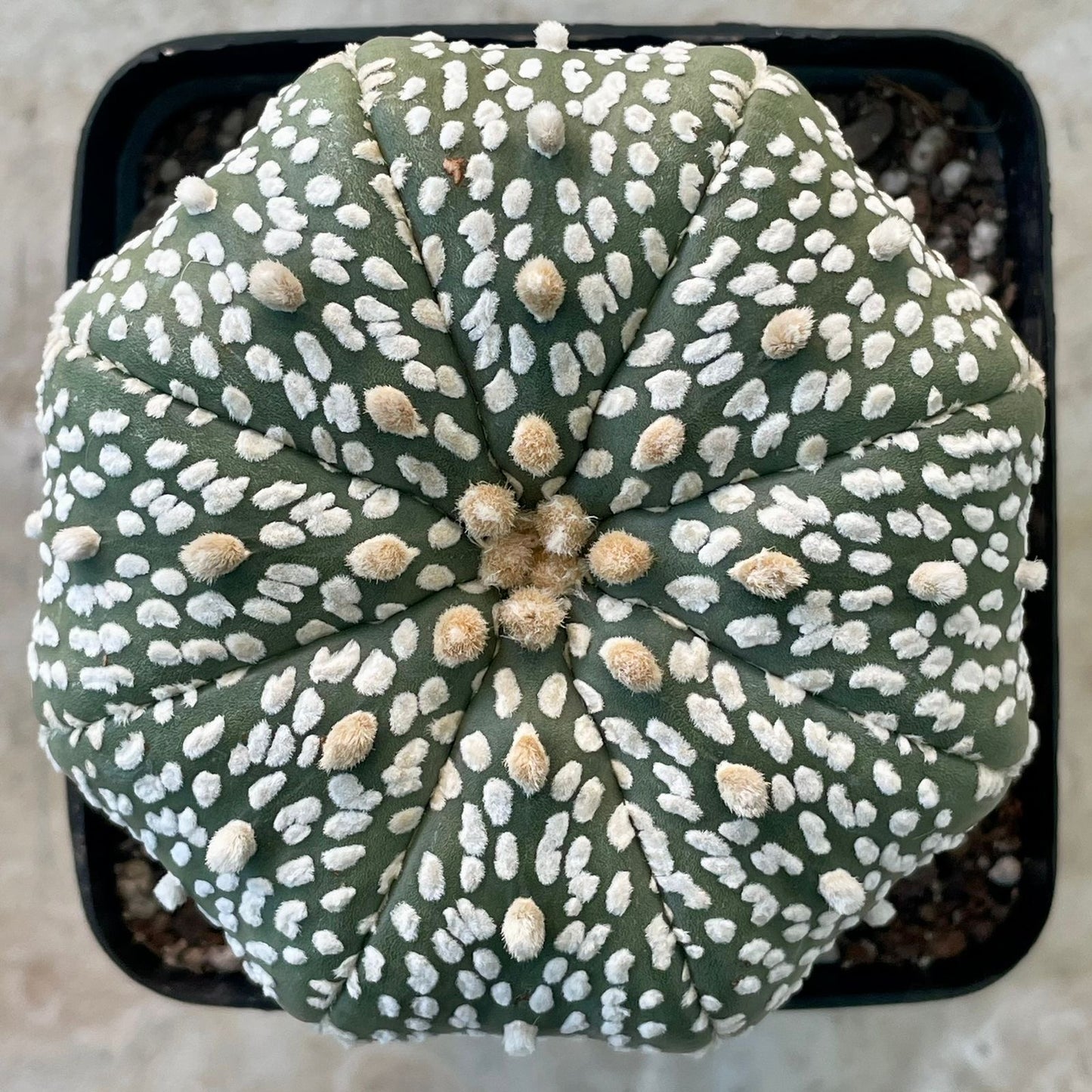 Astrophytum asterias ‘Super Kabuto’