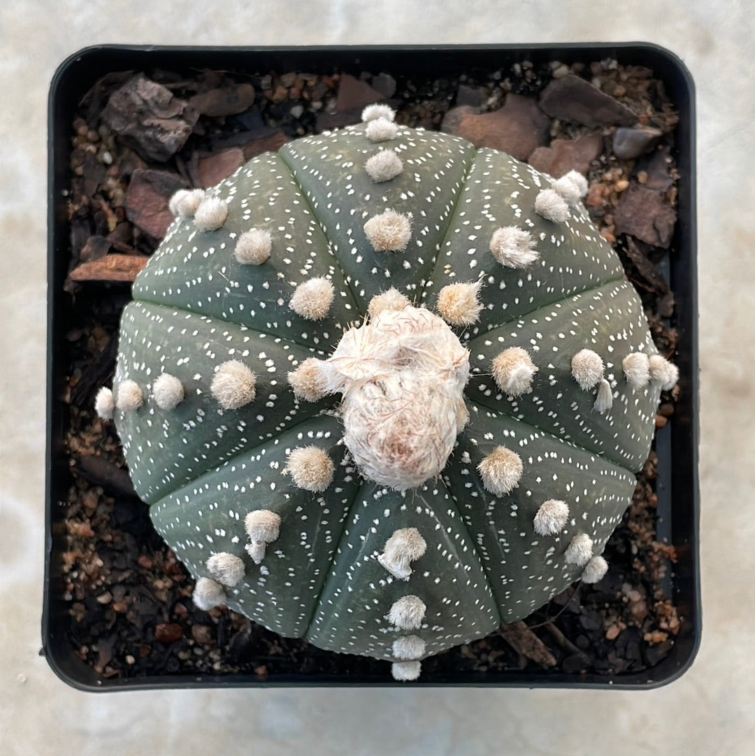 Astrophytum asterias