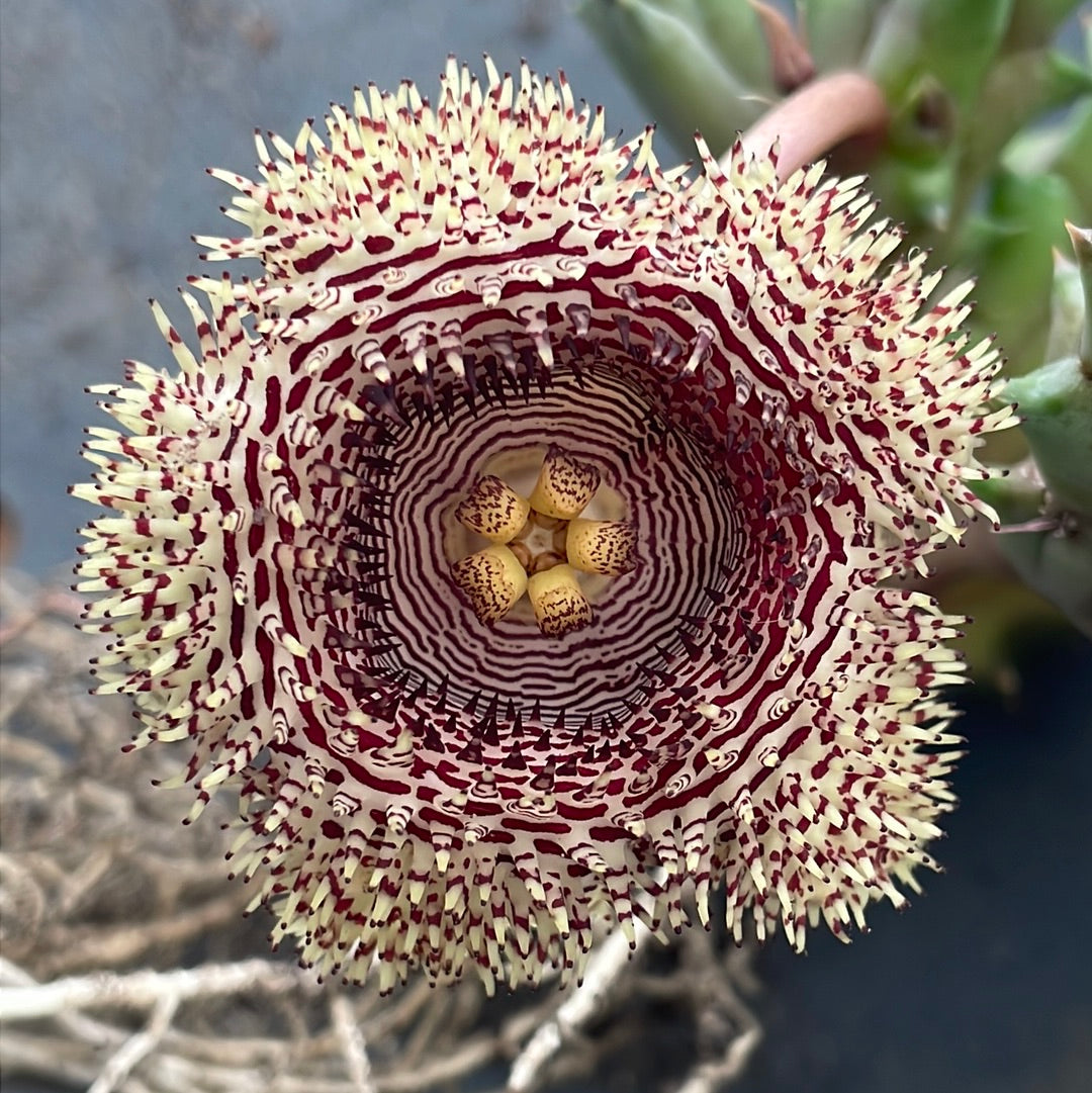 Huernia hystrix