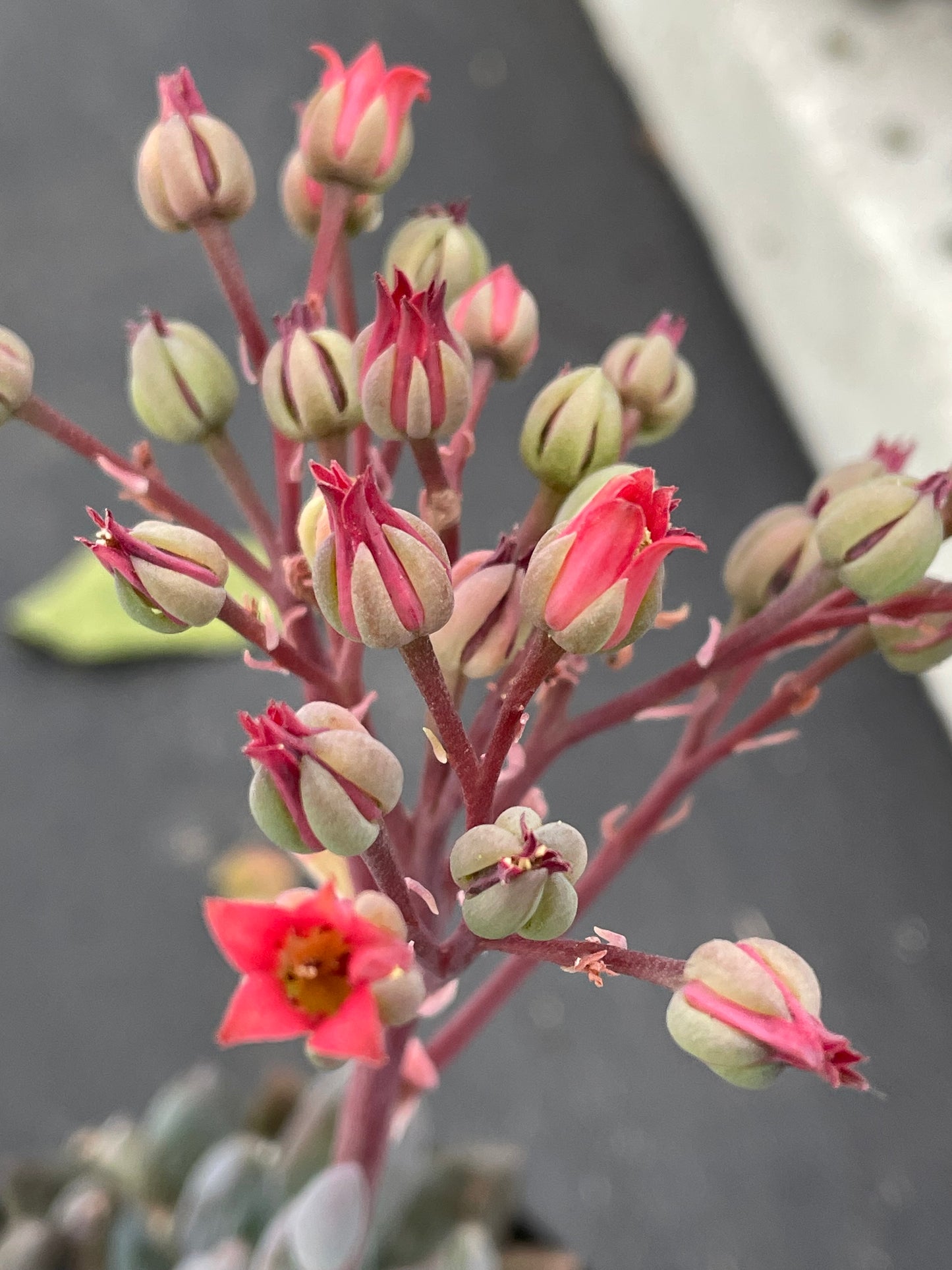 xSedeveria ‘Blue Mist’