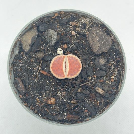 Lithops karasmontana ‘Top Red’