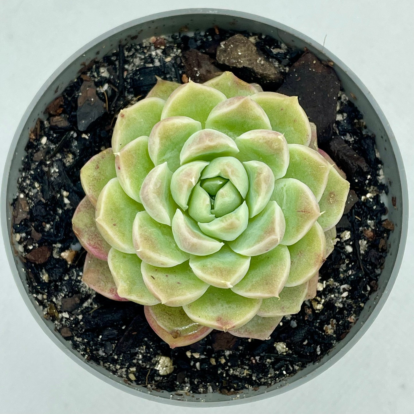 Echeveria ‘Onslow’