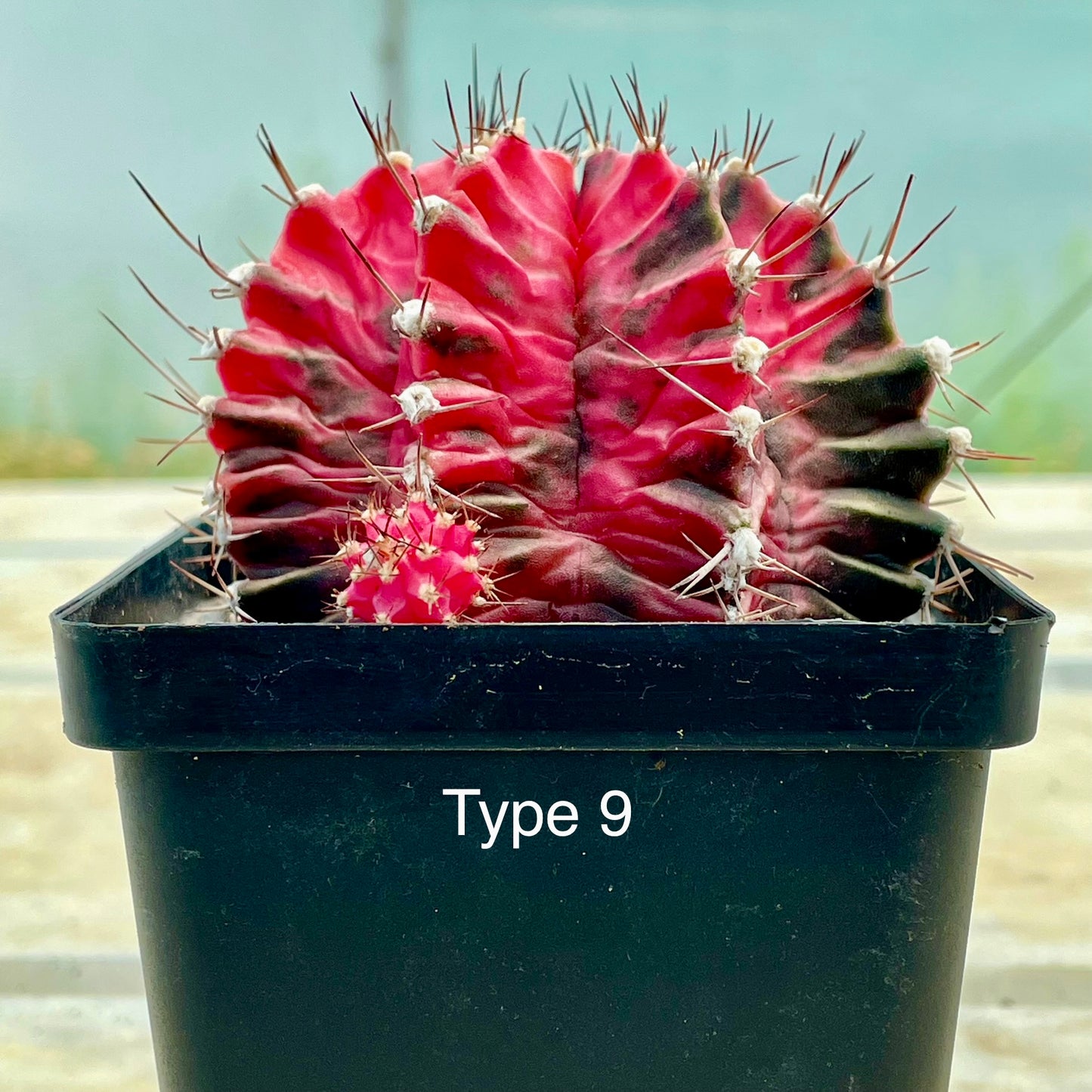 Gymnocalycium mihanovichii ‘Variegata’ (Nishikii)