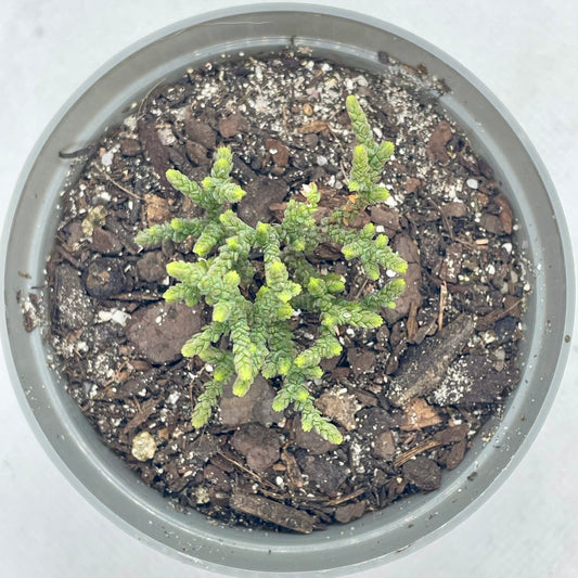 Crassula muscosa (miniature form)