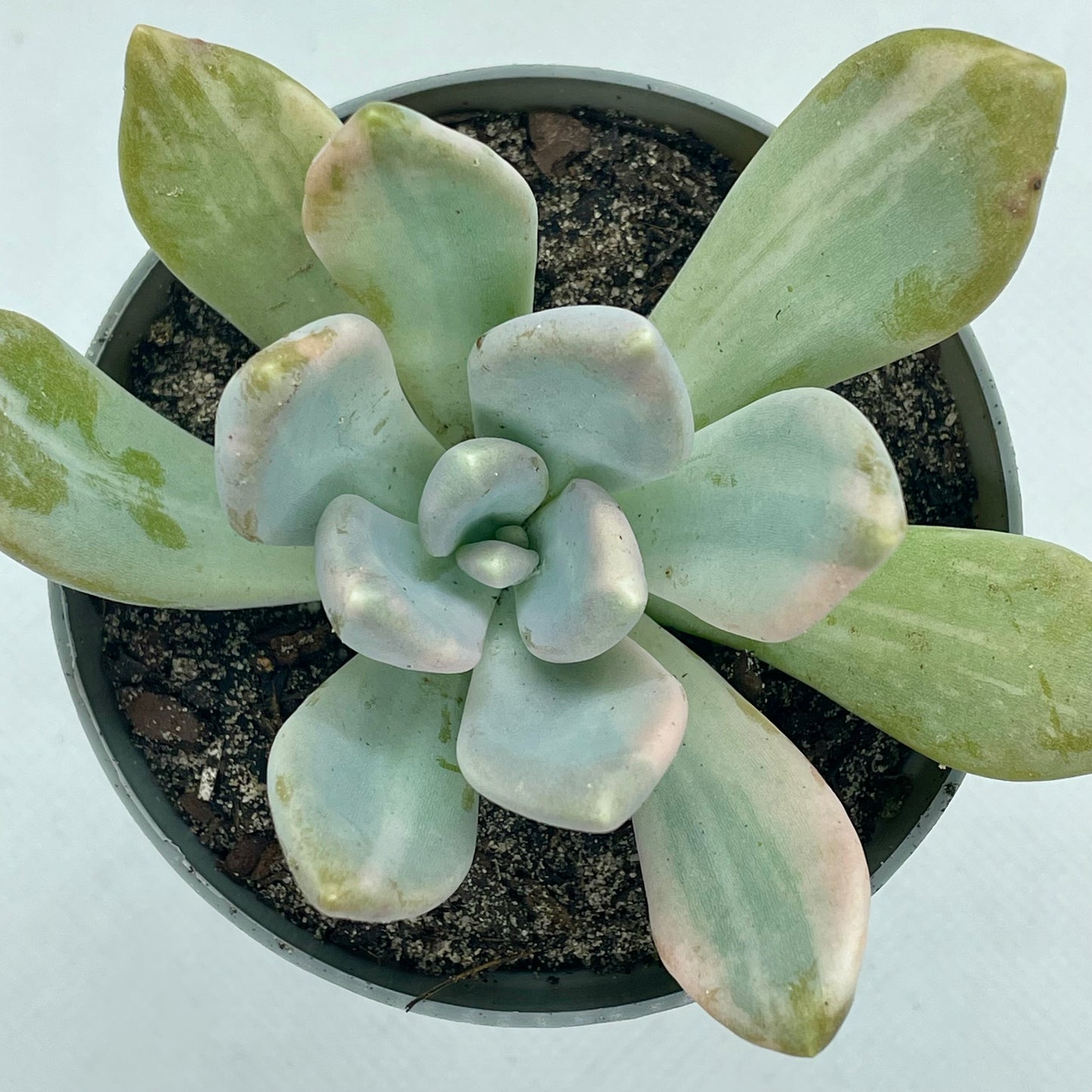 xGraptophytum ‘Supreme Variegatum’