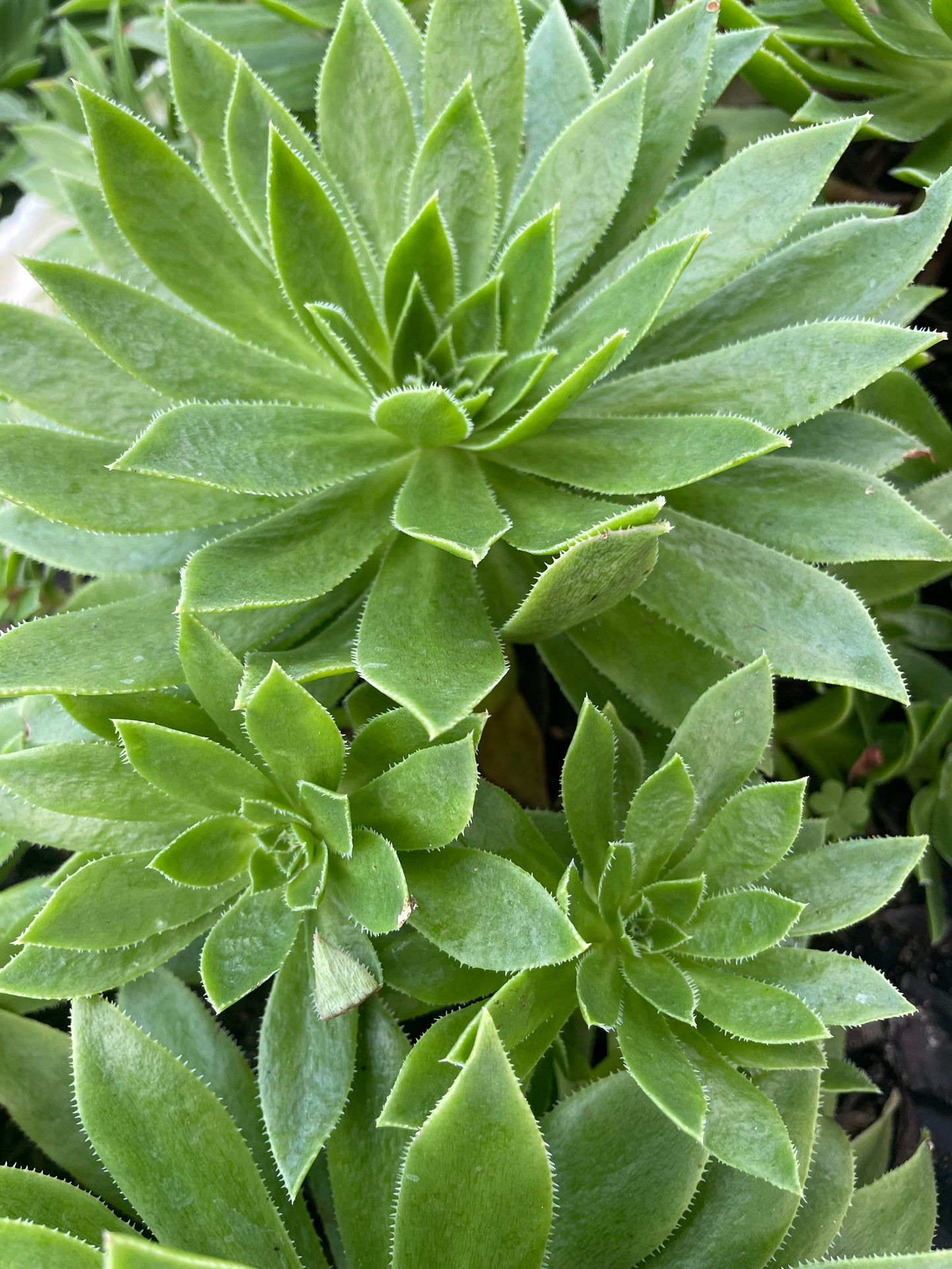 Aeonium ‘Serrated Edge’