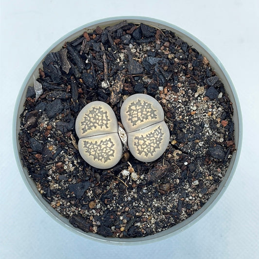 Lithops salicola (maculate form)