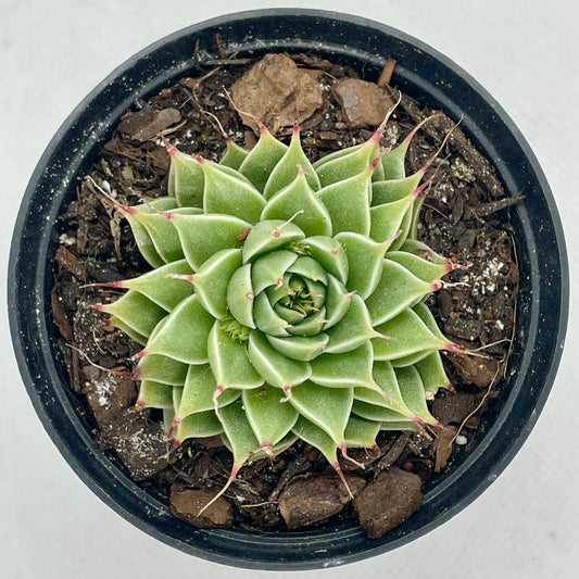 Graptopetalum filiferum