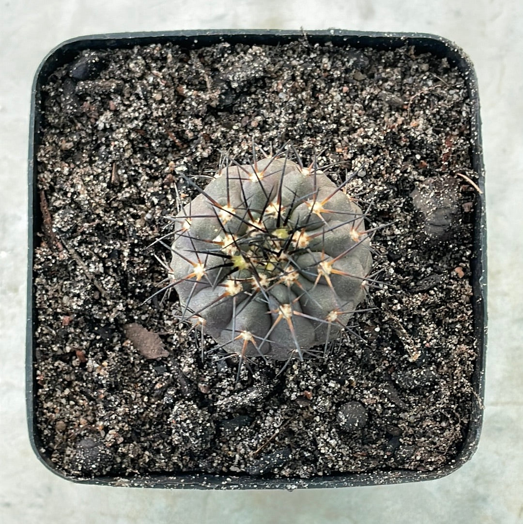 Copiapoa lembckei var. magnifica