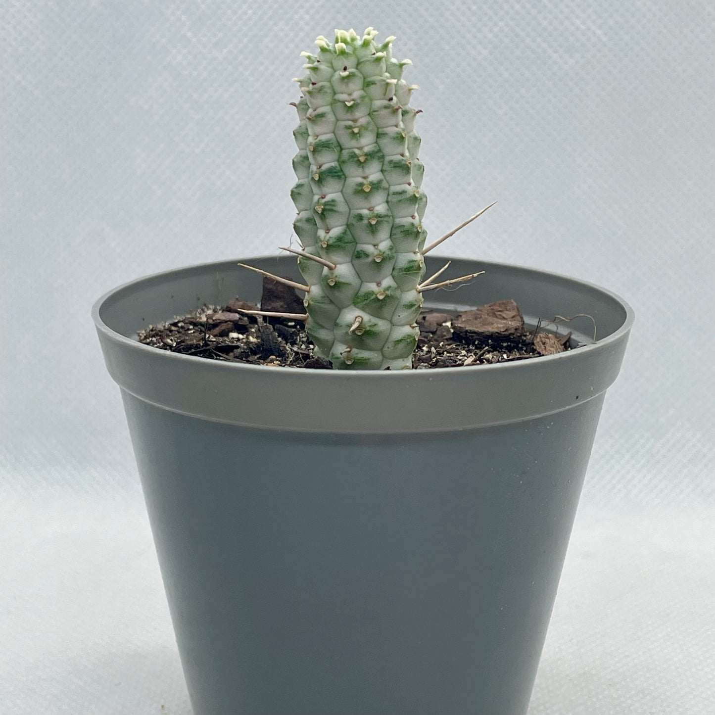 Euphorbia mammillaris f. variegata