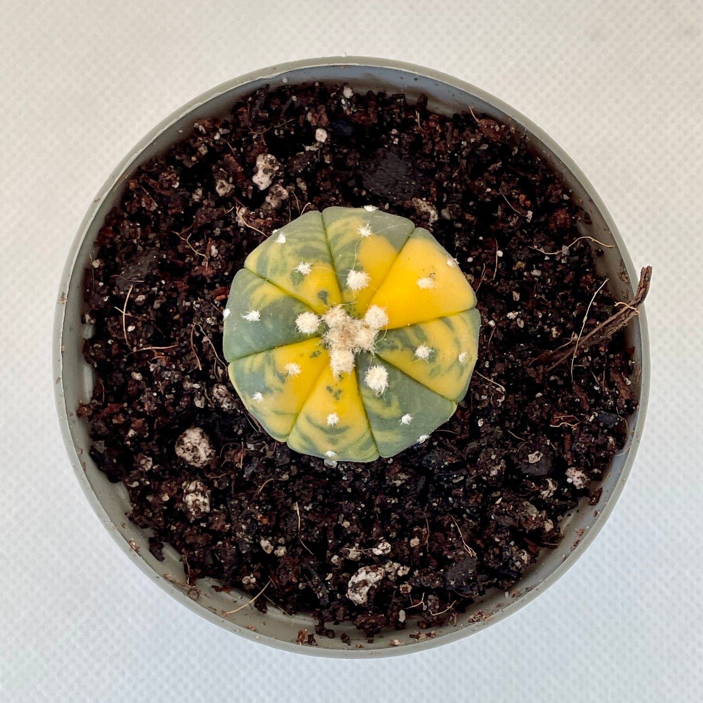 Astrophytum asterias var. nudum f. variegata