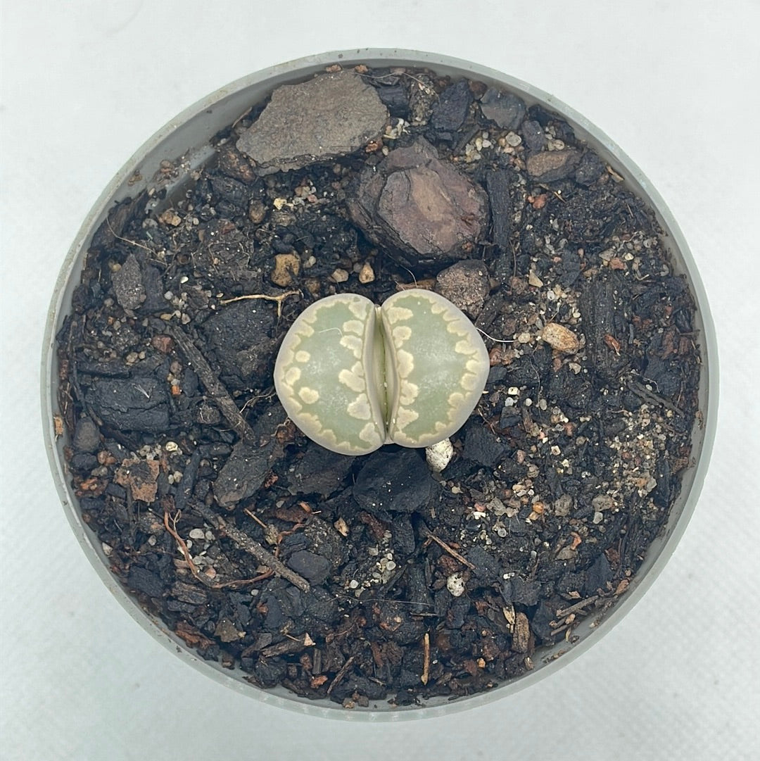 Lithops otzeniana