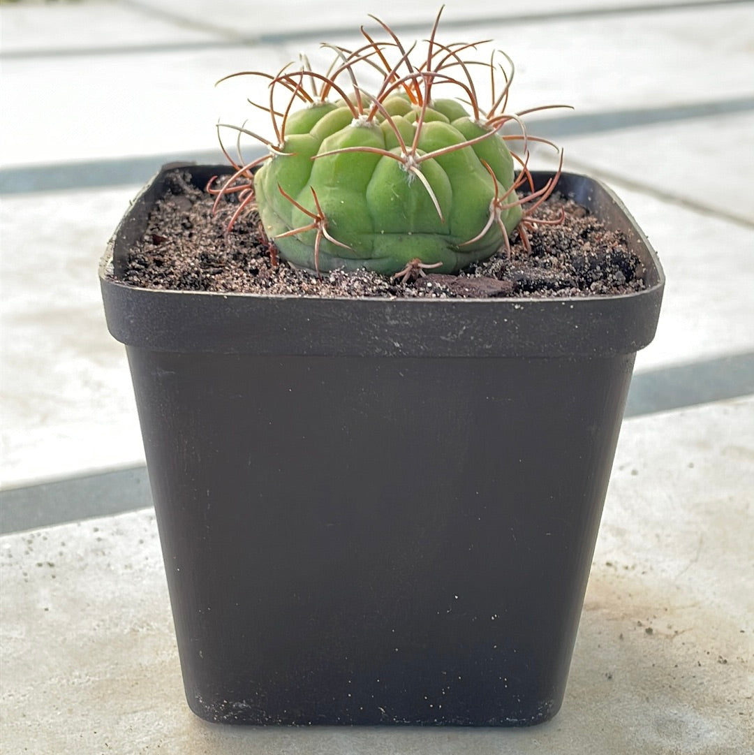 Gymnocalycium saglionis