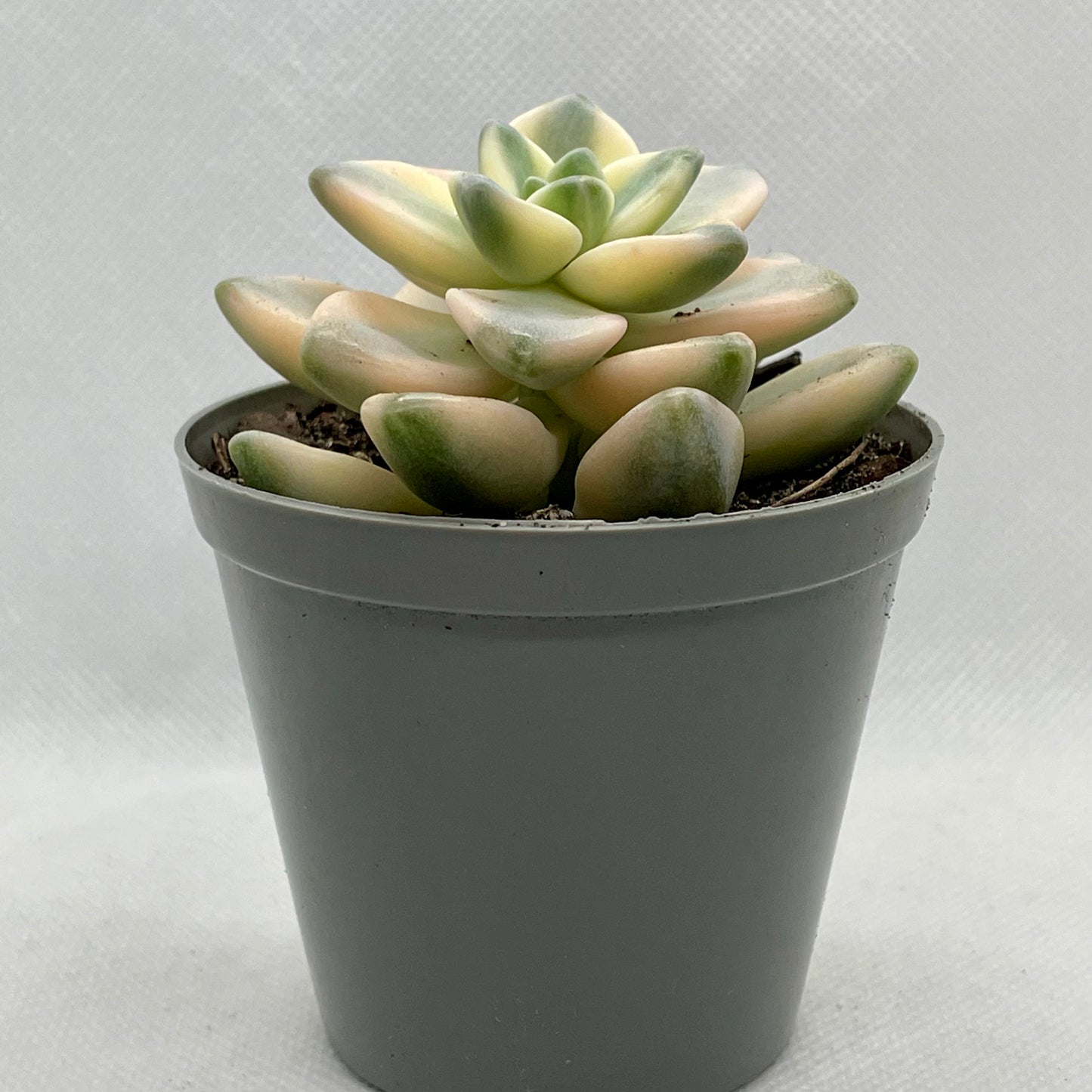 xGraptoveria ‘Apricot’