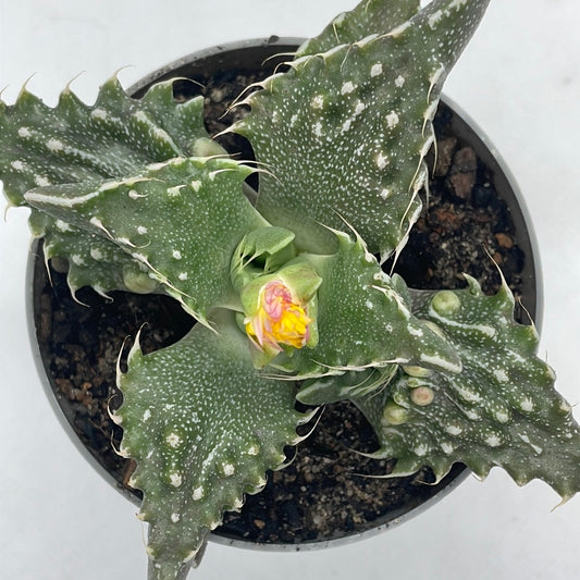 Faucaria tuberculosa