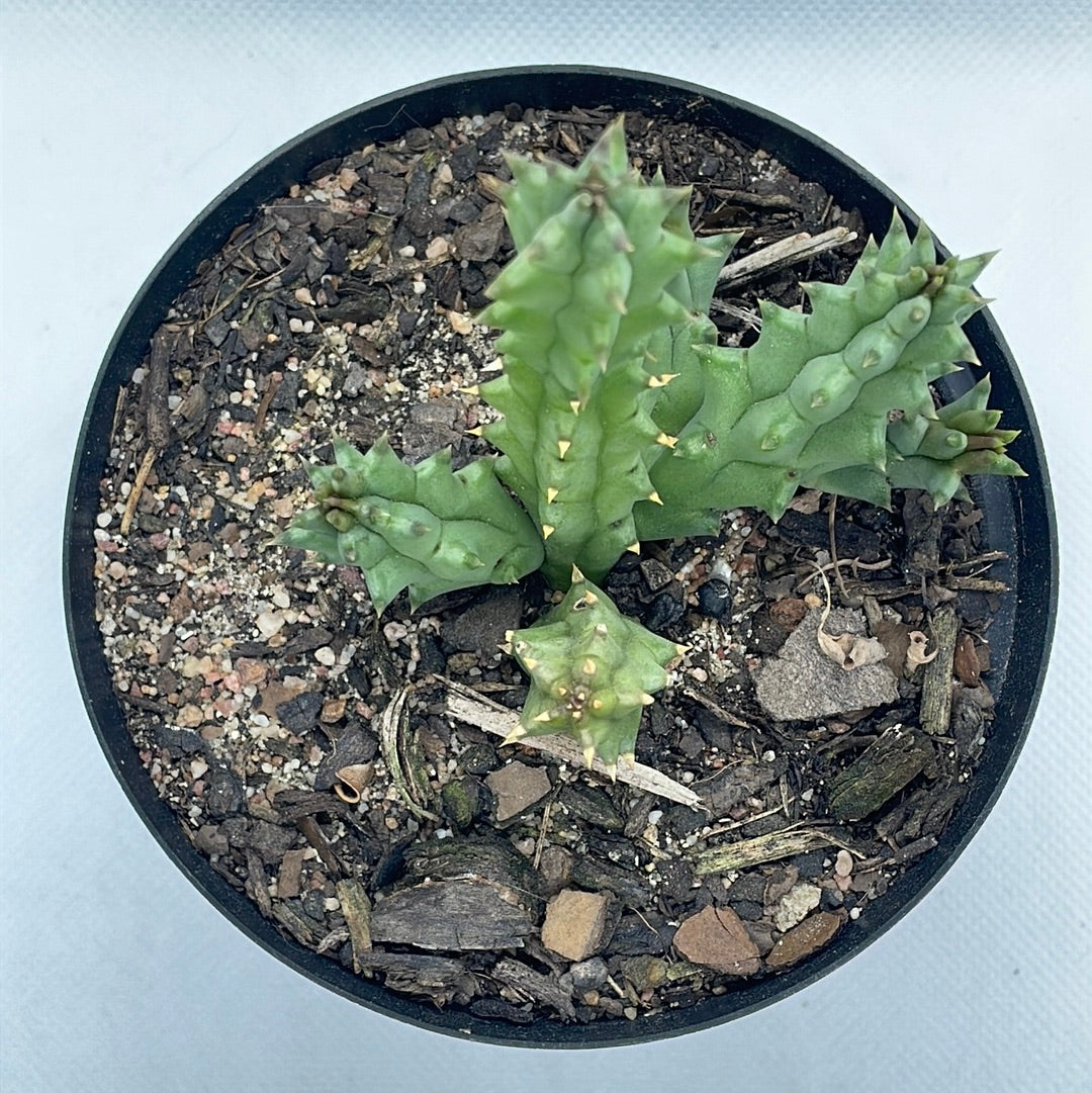 Huernia hystrix