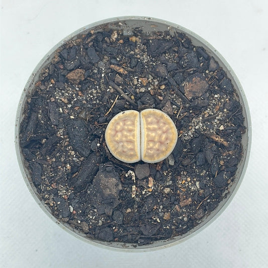 Lithops karasmontana var. aiaisensis