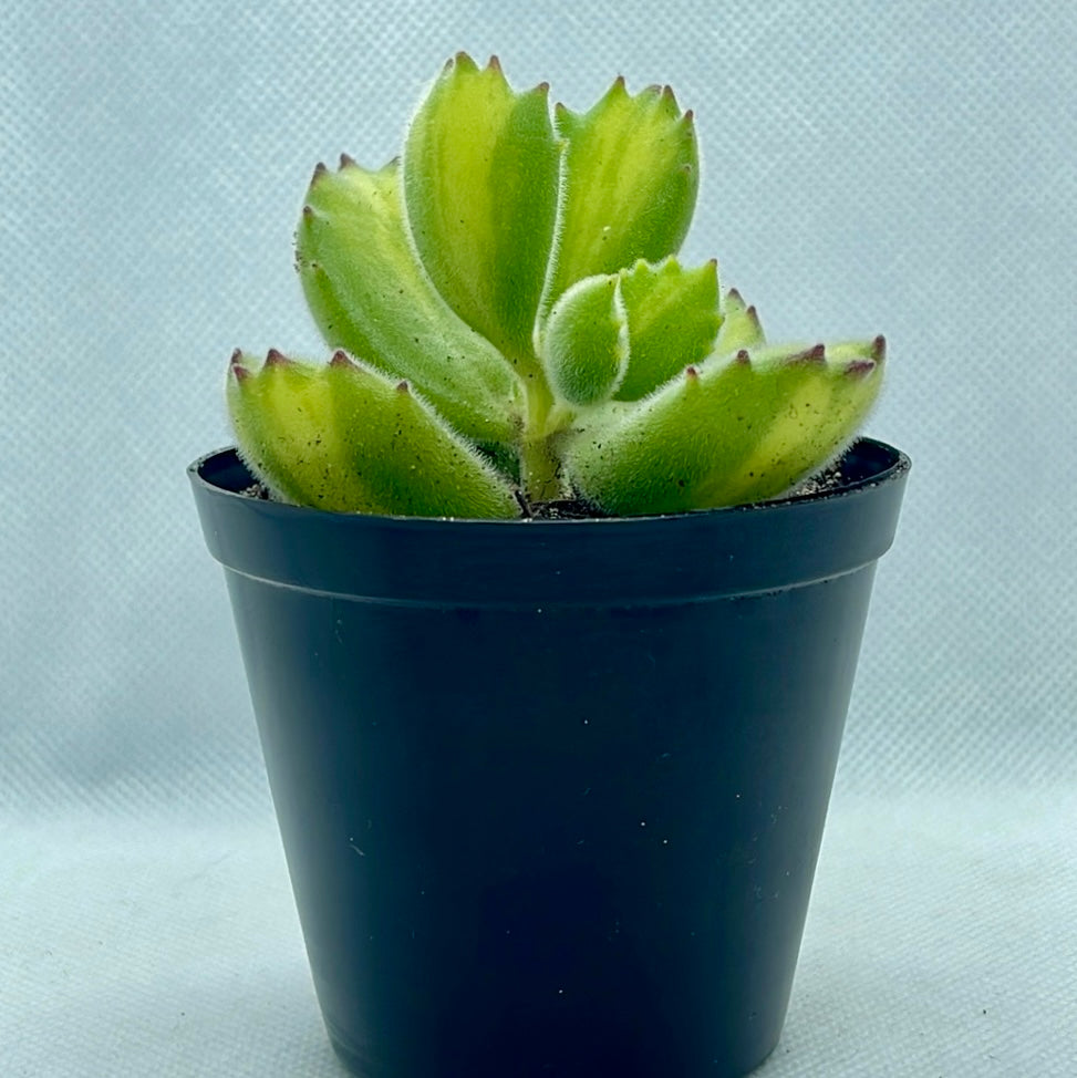 Cotyledon tomentosa f. Reverse Variegata