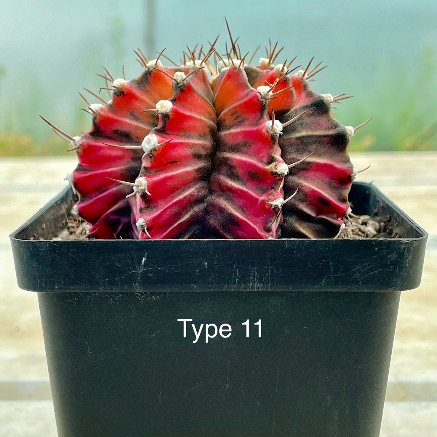 Gymnocalycium mihanovichii ‘Variegata’ (Nishikii)