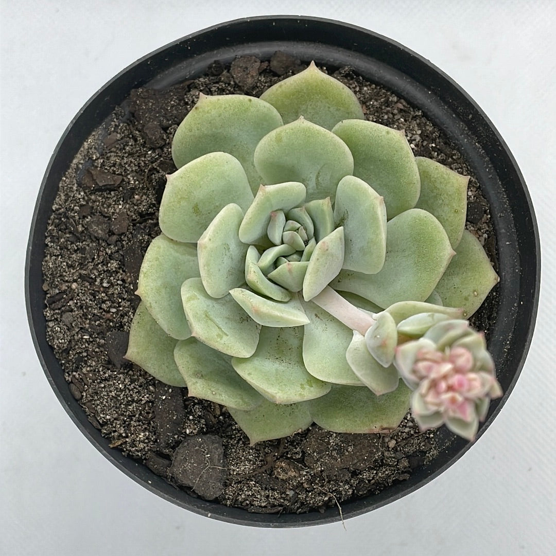 Echeveria ‘Vanbreen’