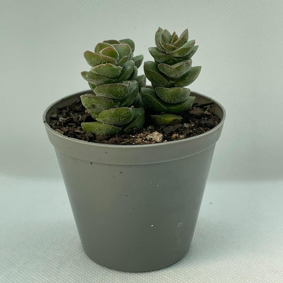 Crassula 'Jade Tower' – Selecta Succulents