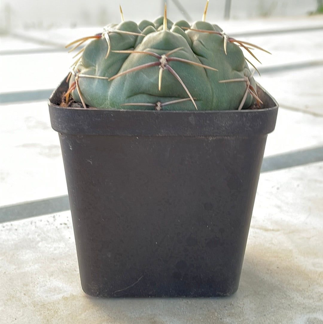 Gymnocalycium horstii