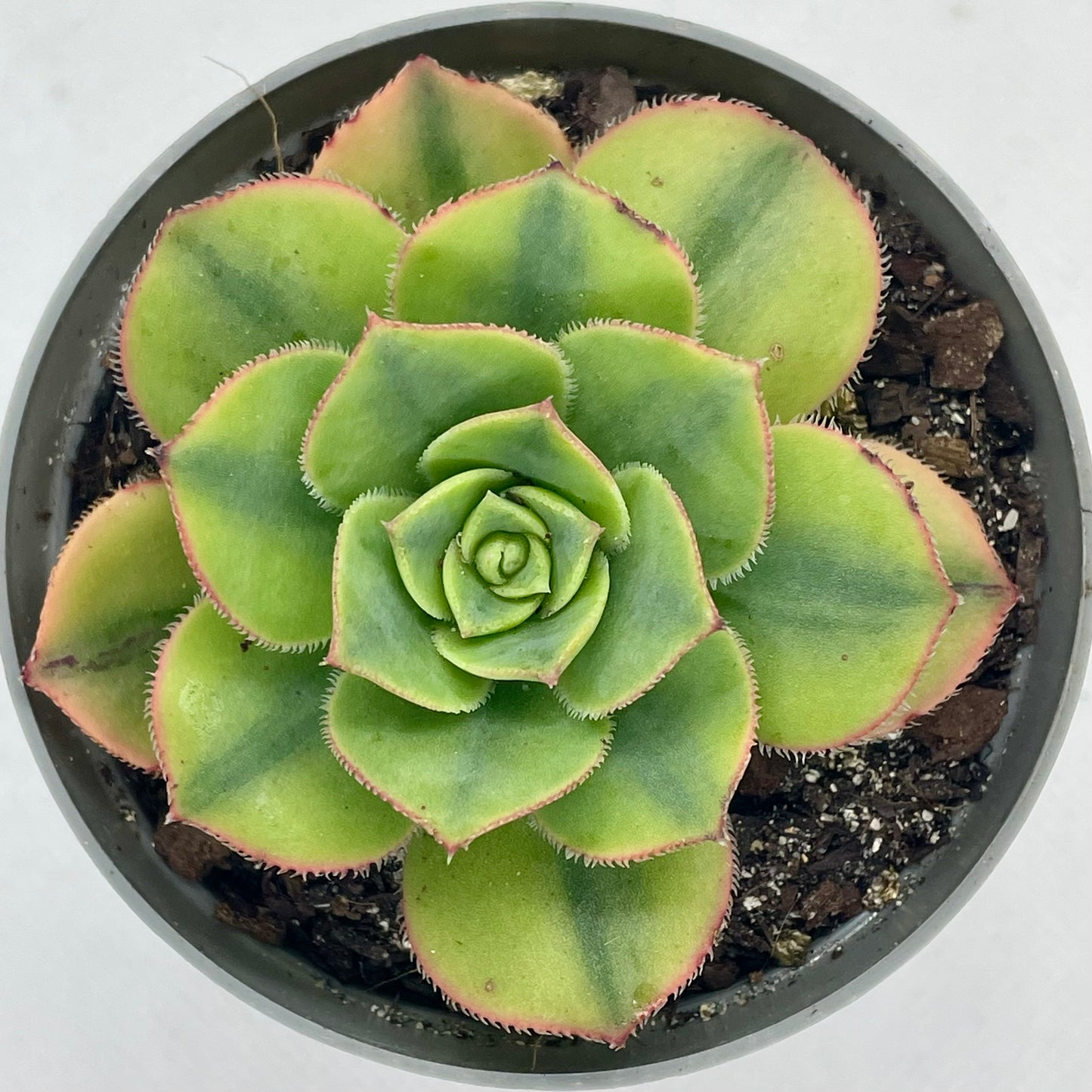 Aeonium ‘Floresens’