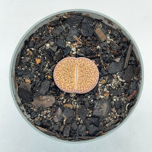 Lithops aucampiae