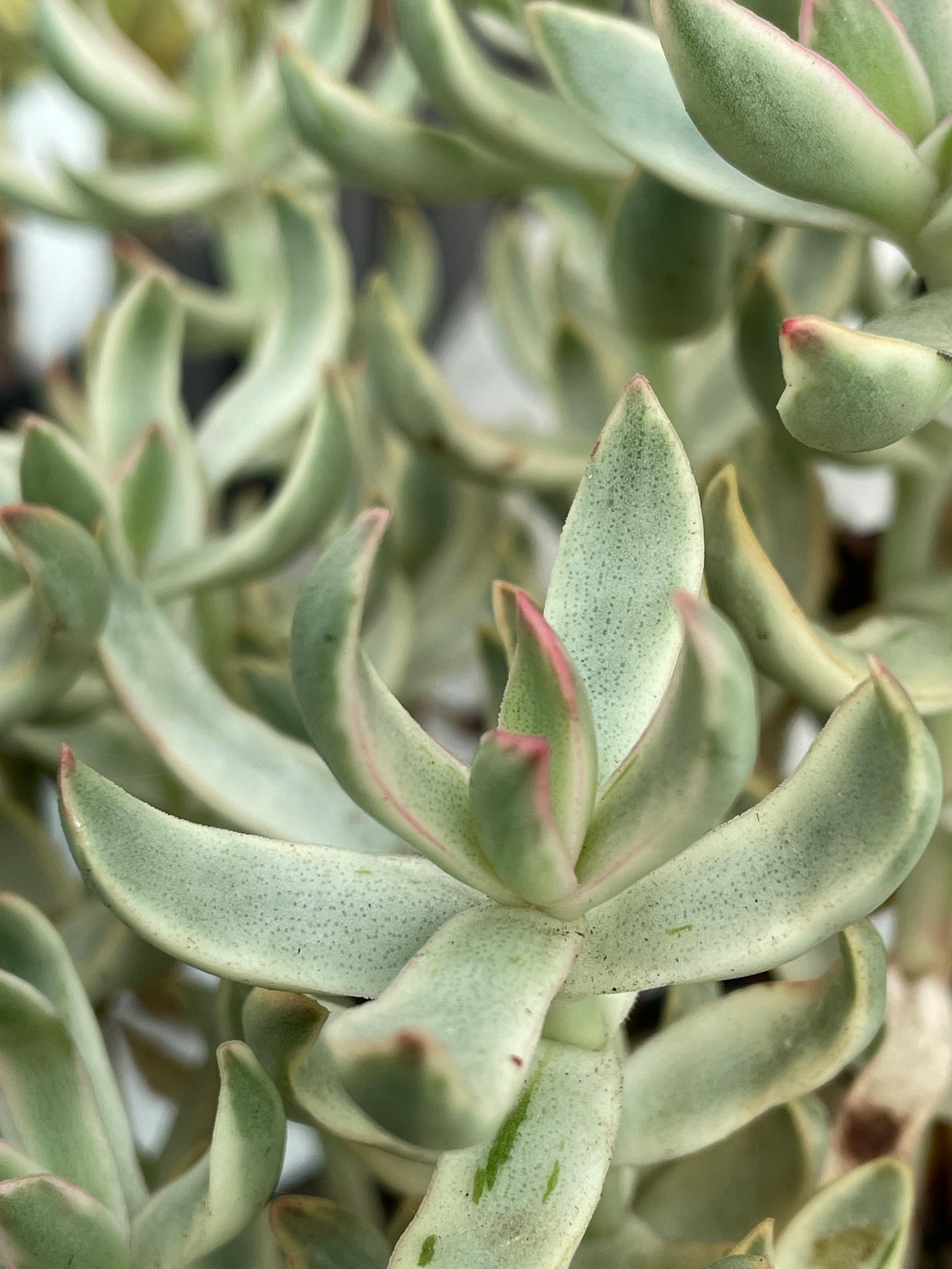 Crassula rubricaulis 'Candy Cane'