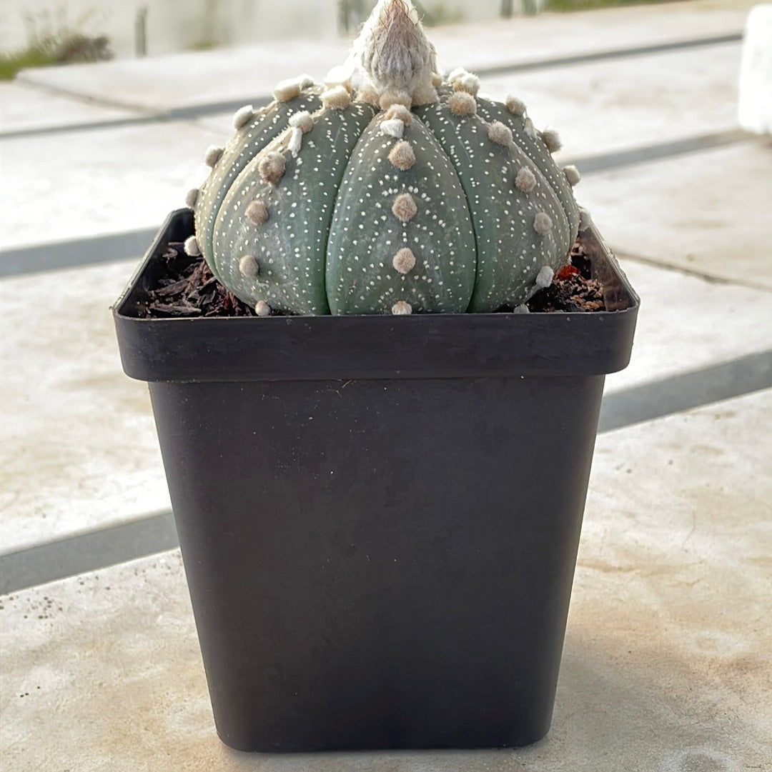 Astrophytum asterias