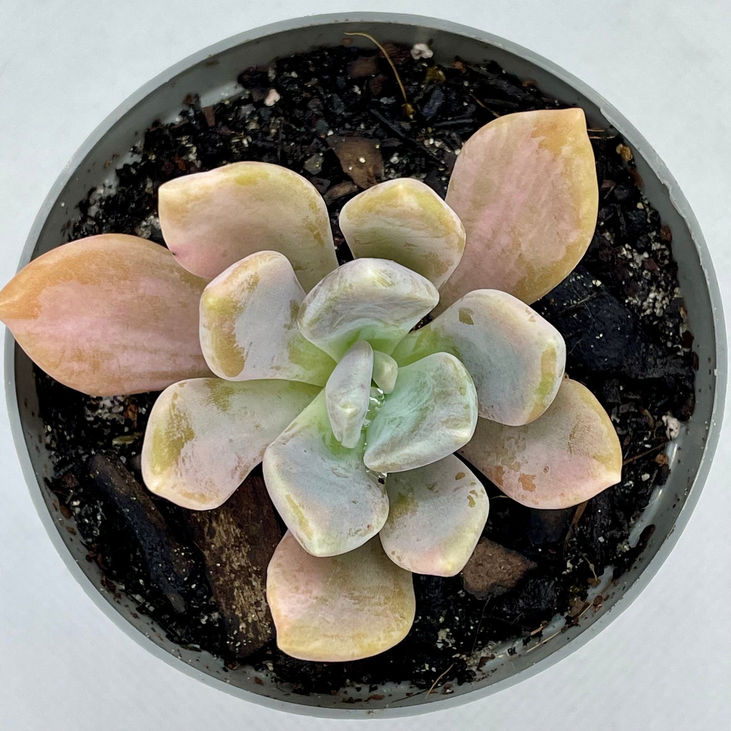 xGraptophytum ‘Supreme Variegatum’