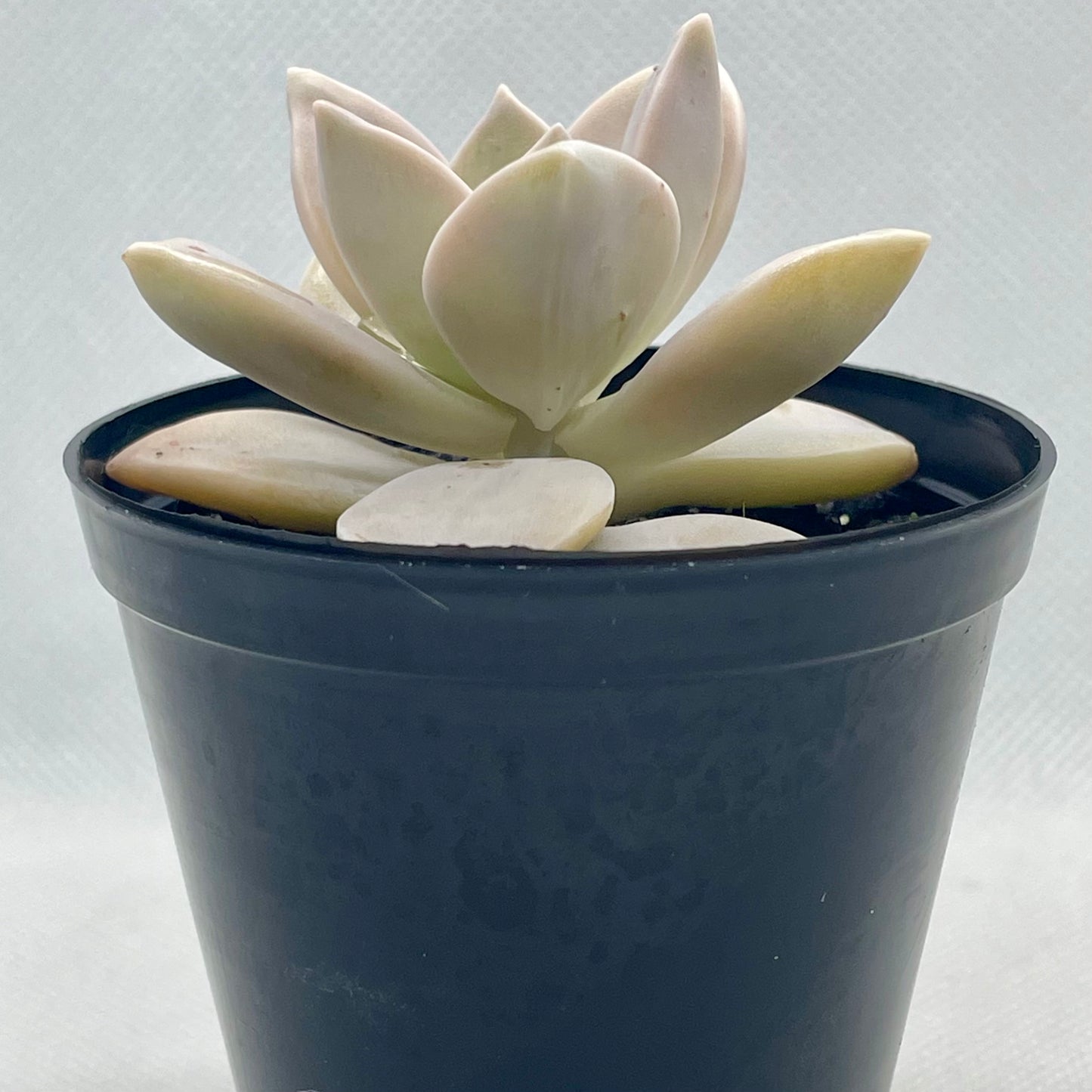 Graptopetalum paraguayense