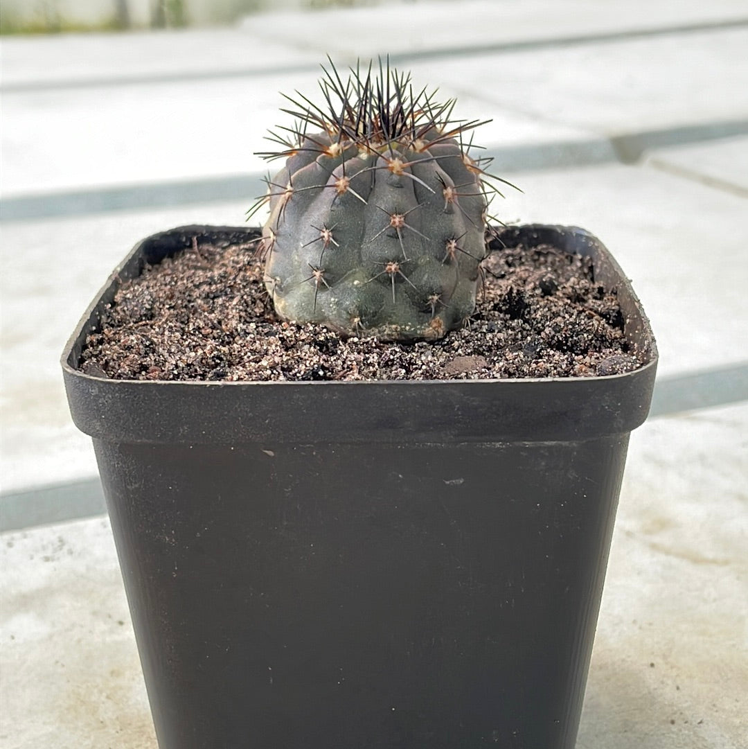 Copiapoa lembckei var. magnifica