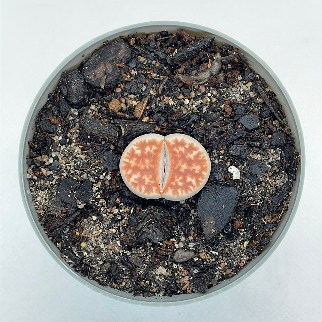 Lithops karasmontana var. mickbergensis