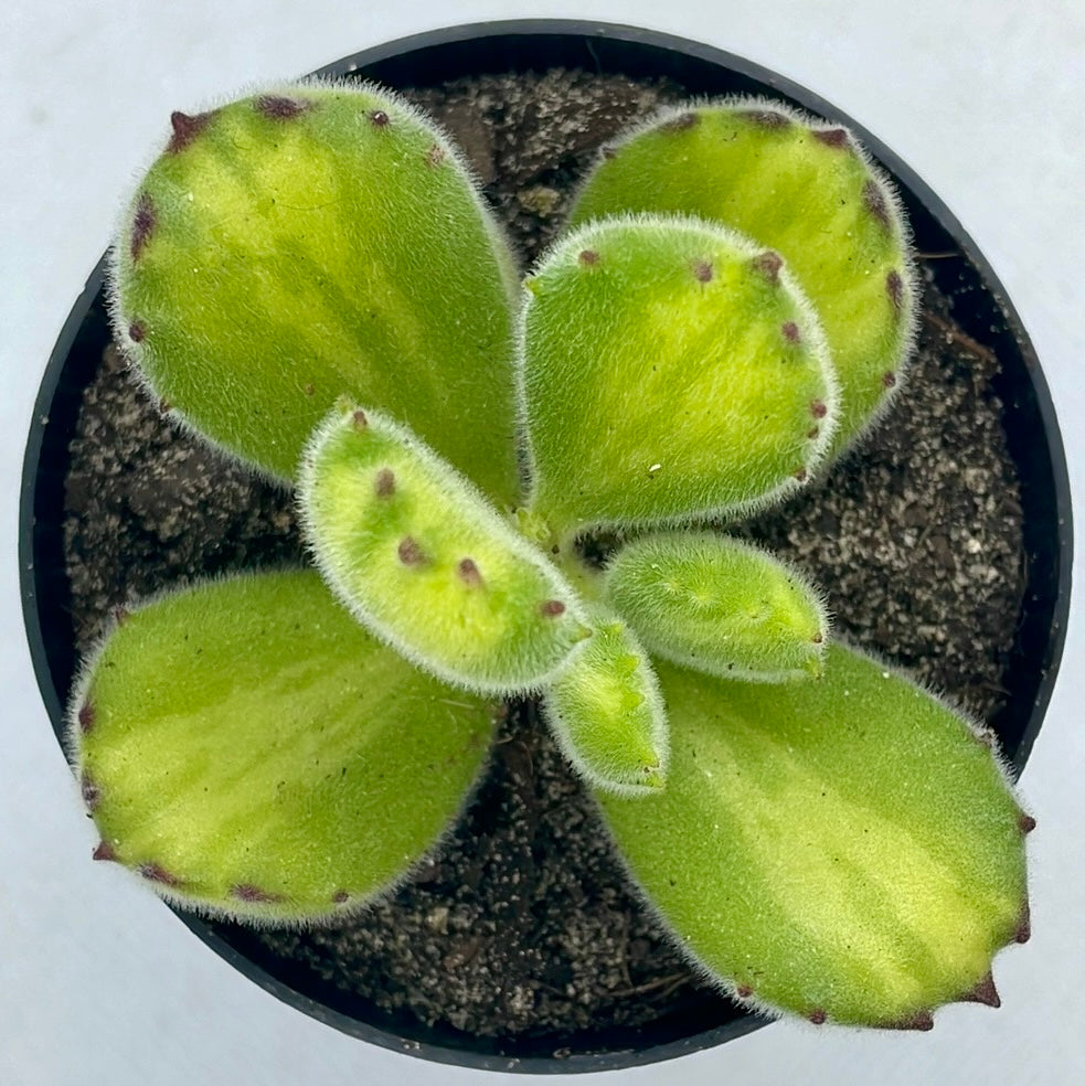 Cotyledon tomentosa f. Reverse Variegata