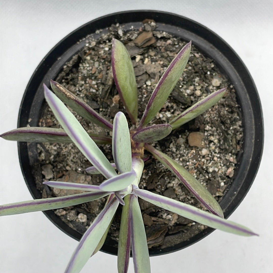 Senecio crassissimus