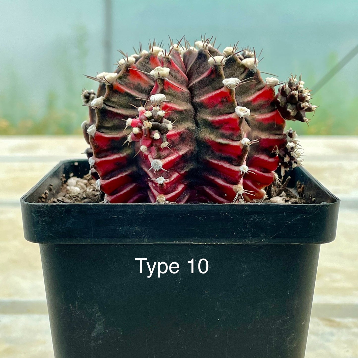 Gymnocalycium mihanovichii ‘Variegata’ (Nishikii)