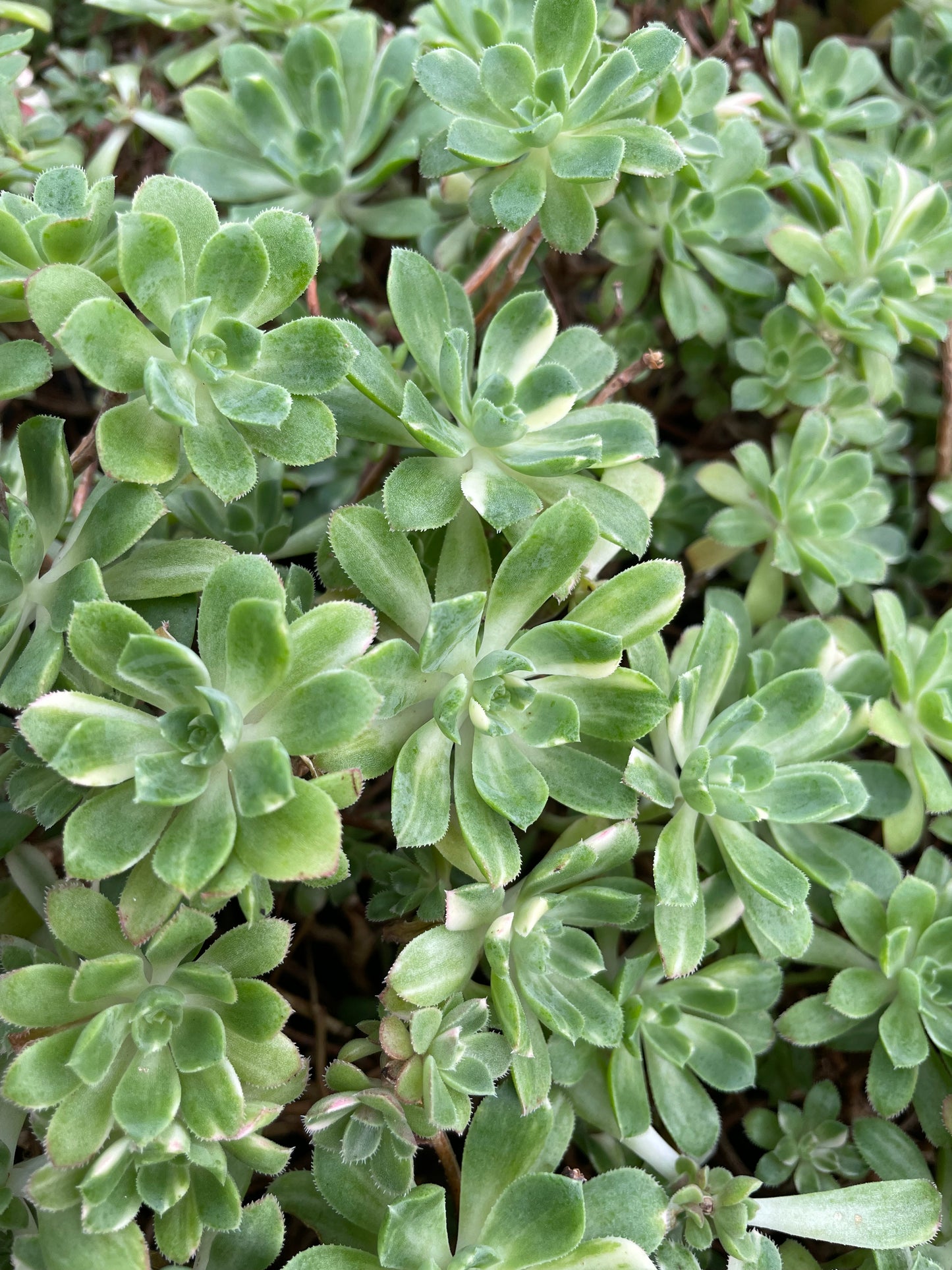 Aeonium castello-paivae ‘Harry Mak’