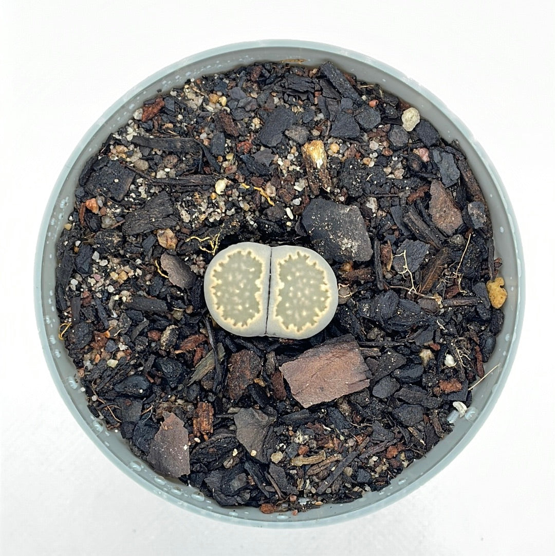 Lithops salicola