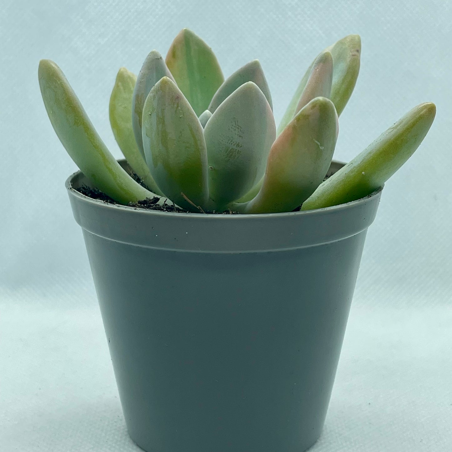 xGraptophytum ‘Supreme Variegatum’