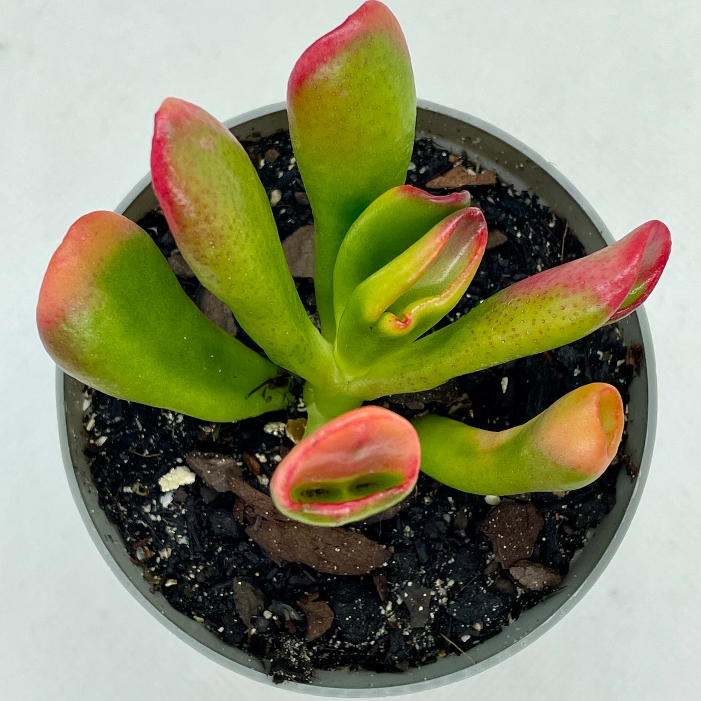 Crassula ovata ‘Red Horn Tree’