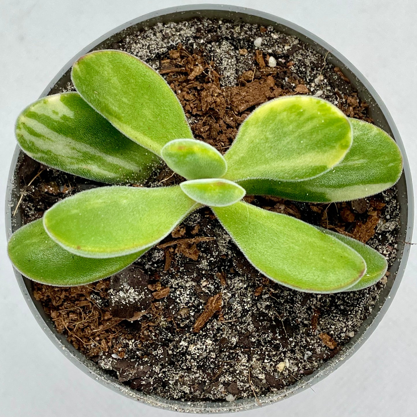 Crassula rogersii ‘Variegata’