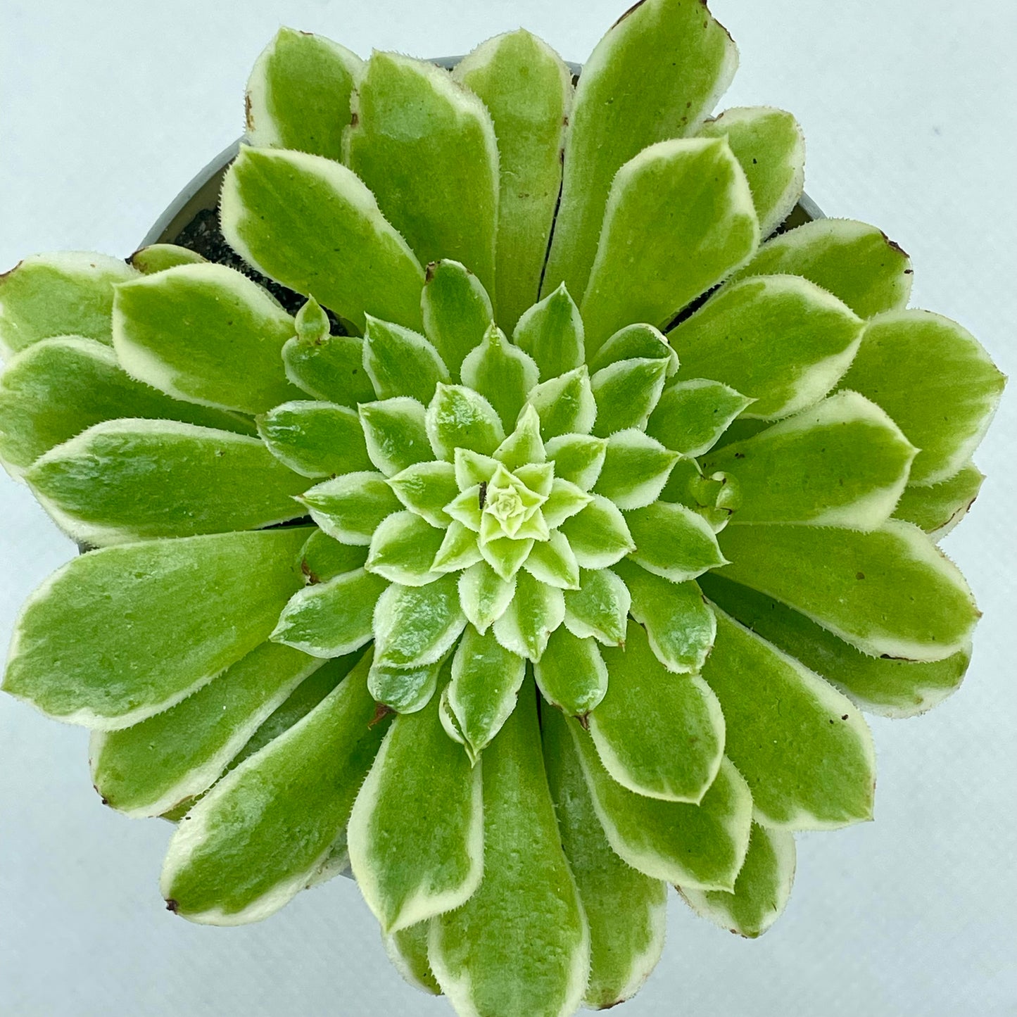 Aeonium ‘Emerald Ice’