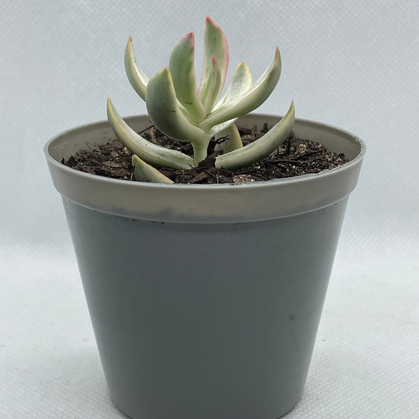 Crassula rubricaulis 'Candy Cane'