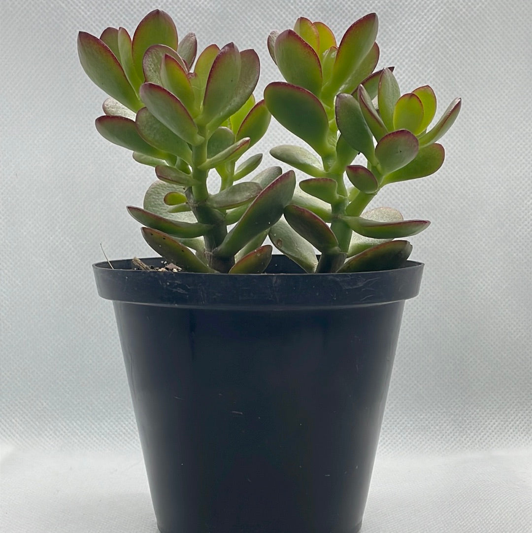 Crassula ovata ‘Minima’