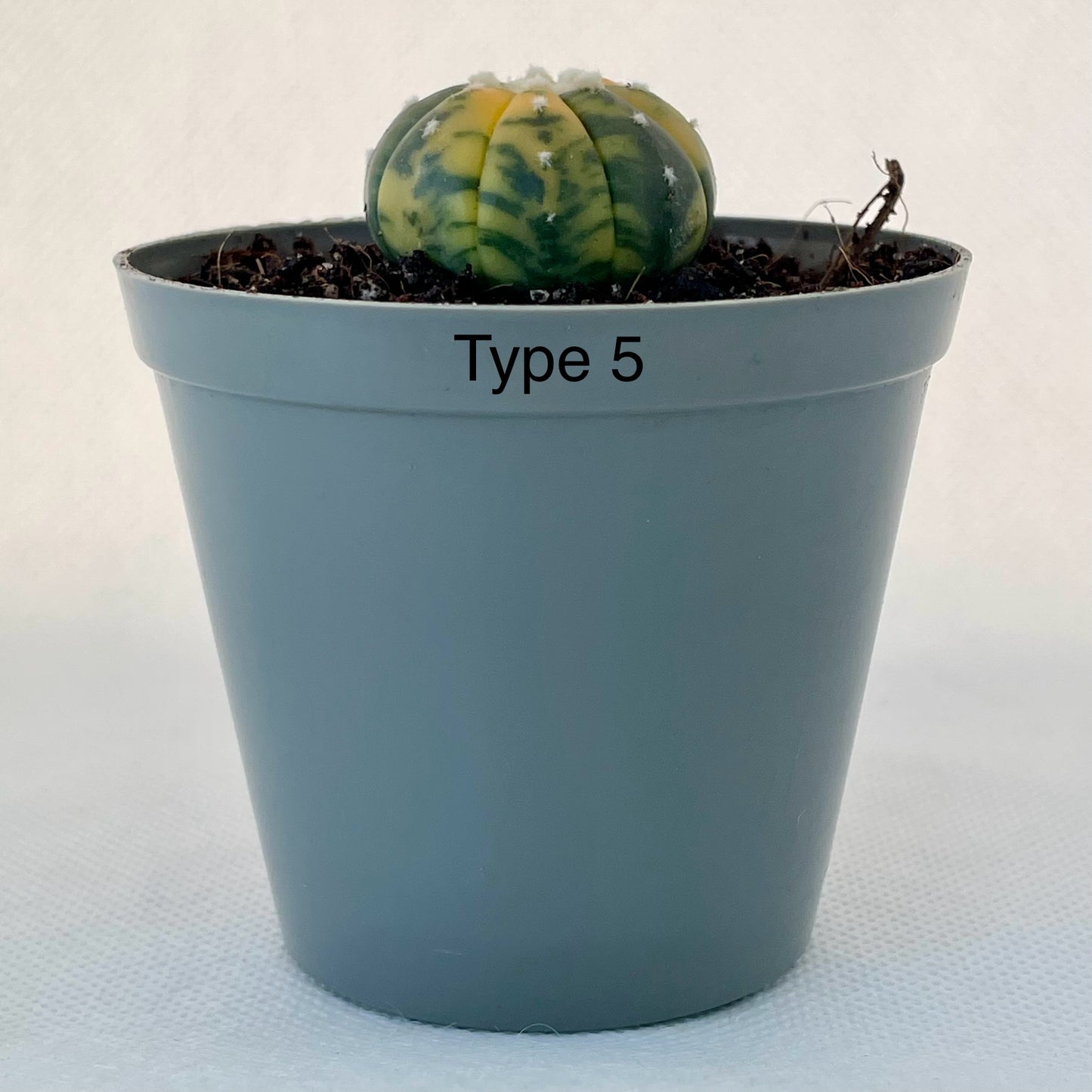 Astrophytum asterias var. nudum f. variegata