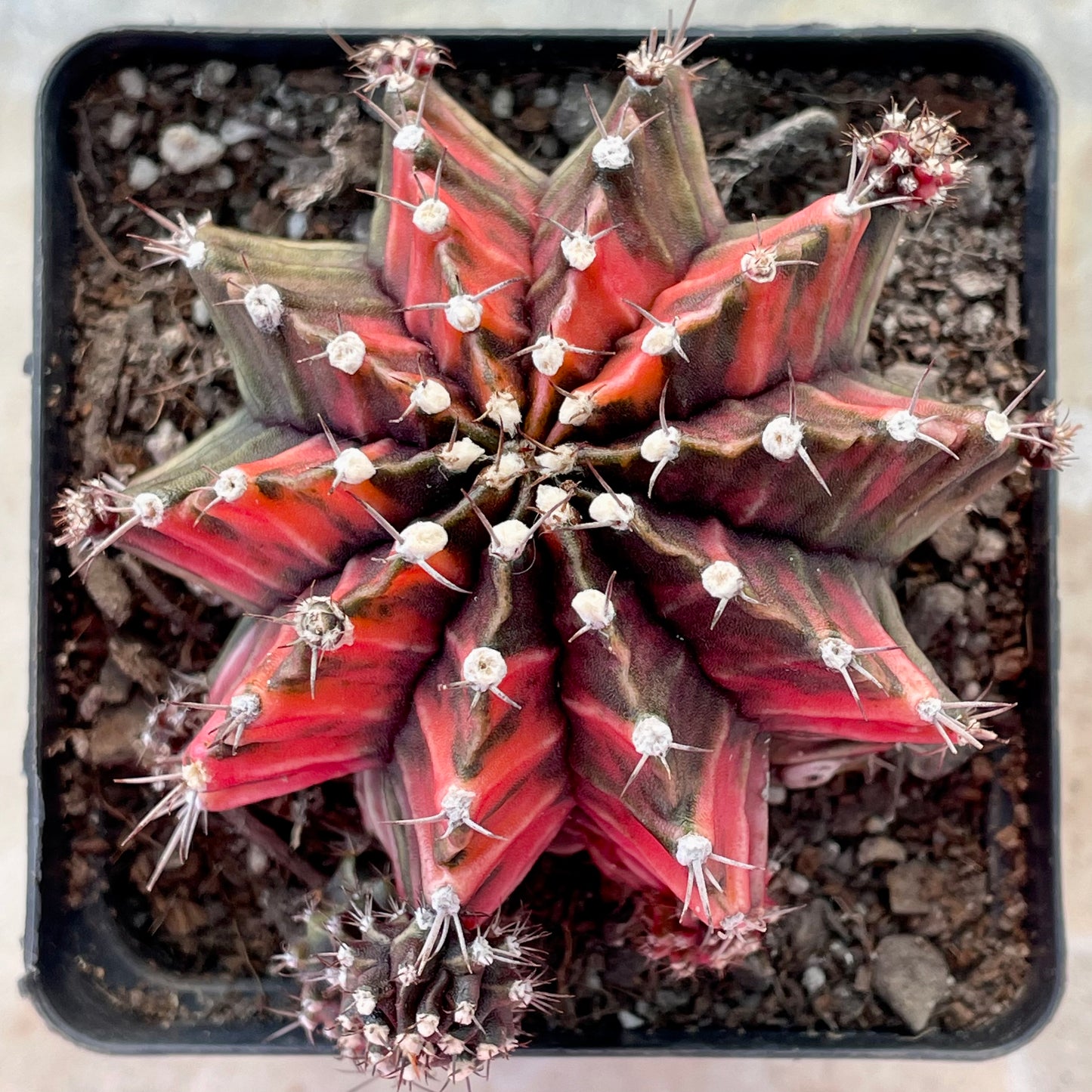 Gymnocalycium mihanovichii ‘Variegata’ (Nishikii)