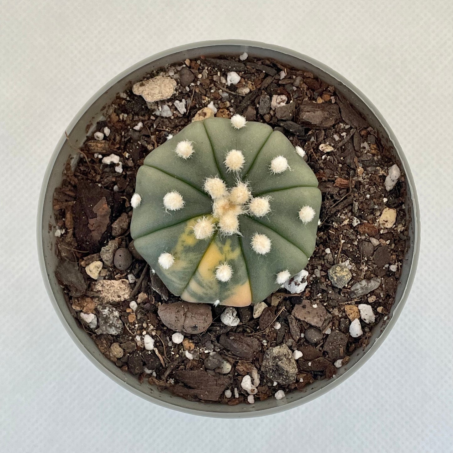 Astrophytum asterias var. nudum f. variegata