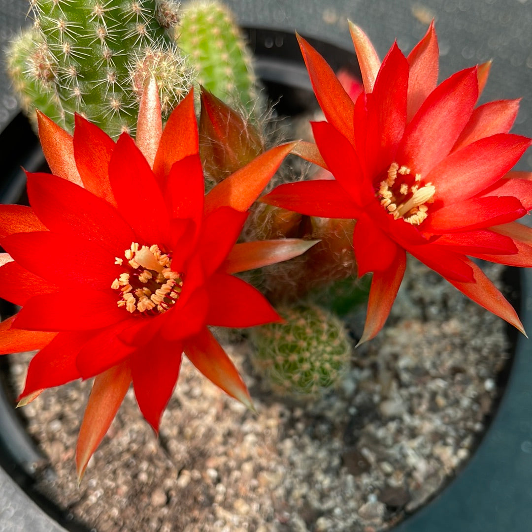 Echinopsis chamaecereus