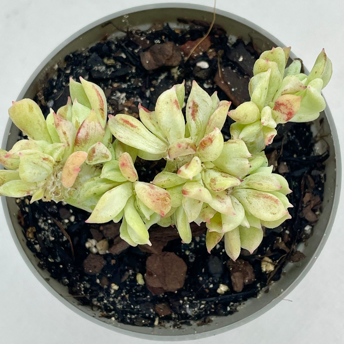 Echeveria(?) f. cristata